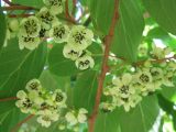 Actinidia arguta