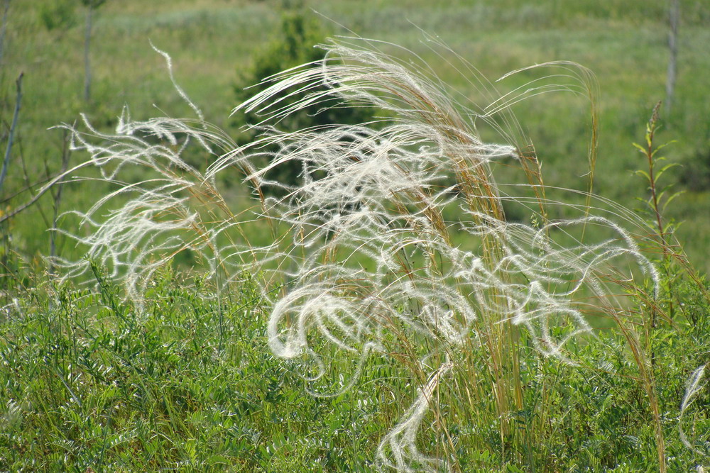 Изображение особи Stipa pennata.