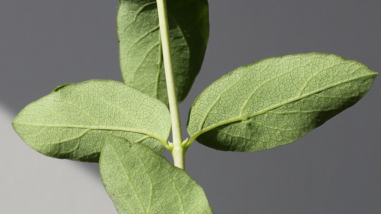 Image of Symphoricarpos albus var. laevigatus specimen.