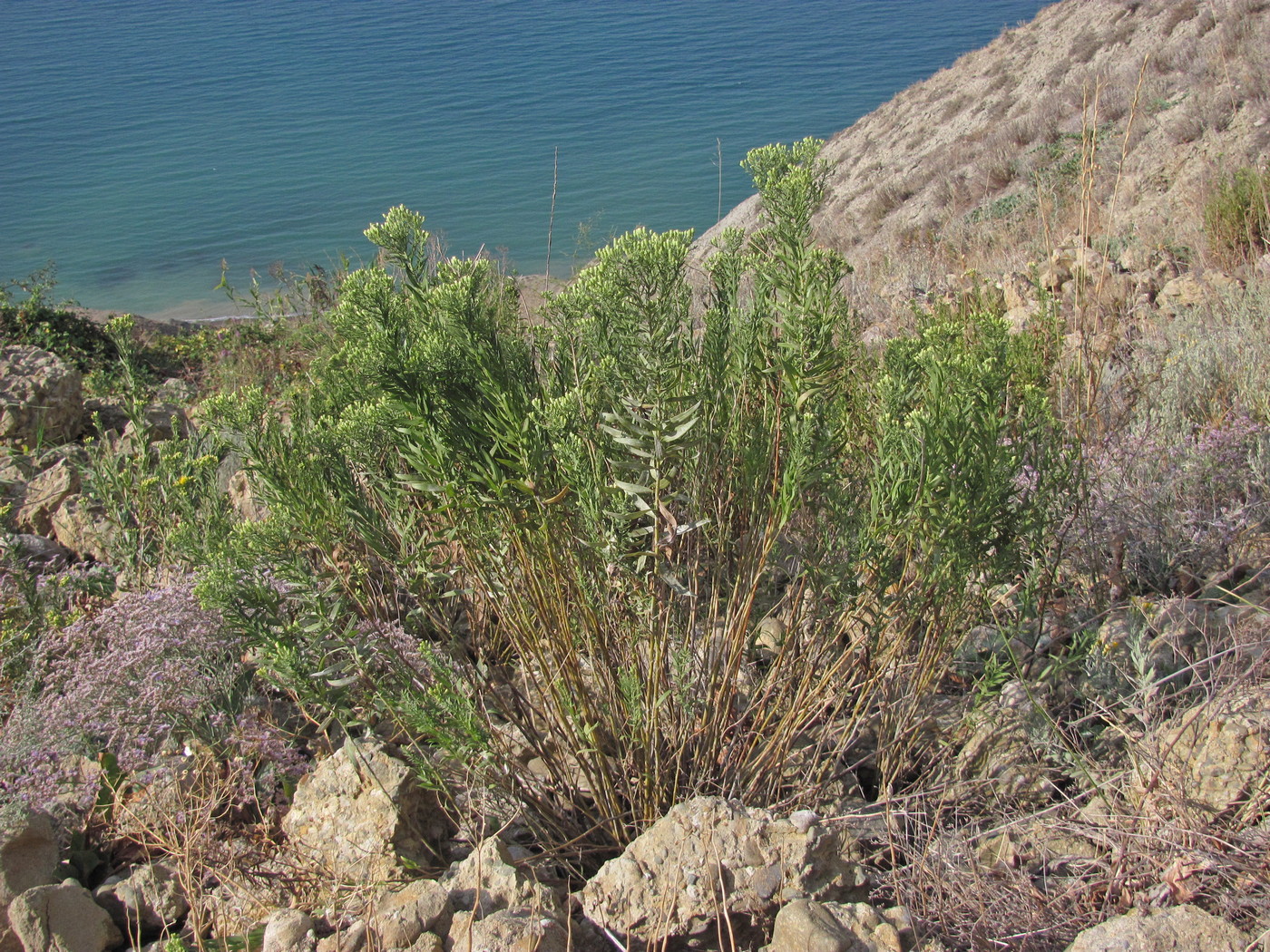 Image of Galatella biflora specimen.