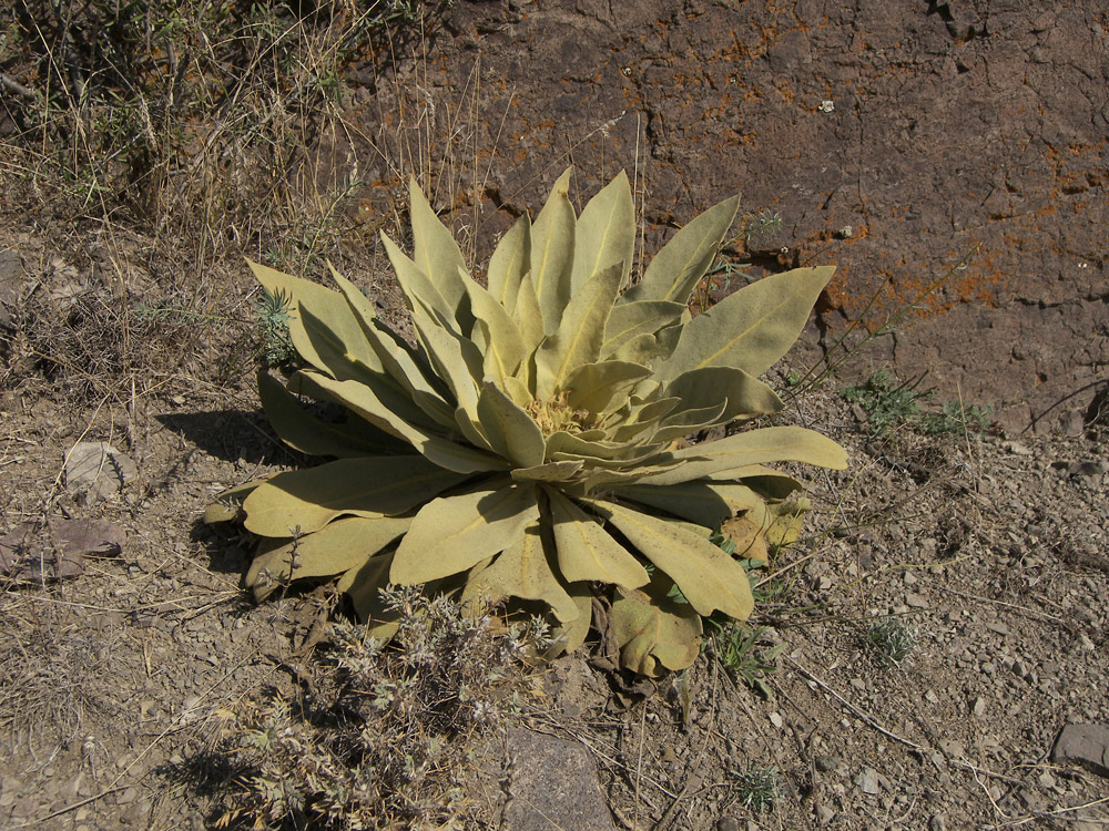 Image of Verbascum speciosum specimen.