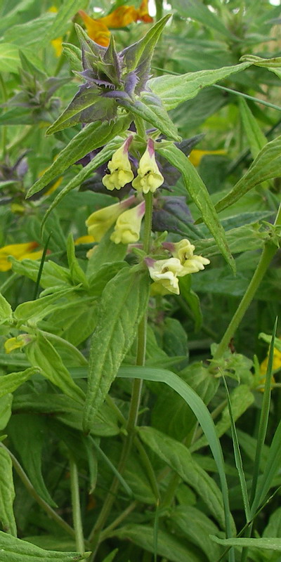 Image of Melampyrum nemorosum specimen.