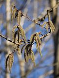 Populus tremula. Ветвь с соцветиями. Санкт-Петербург, 02.05.2009.