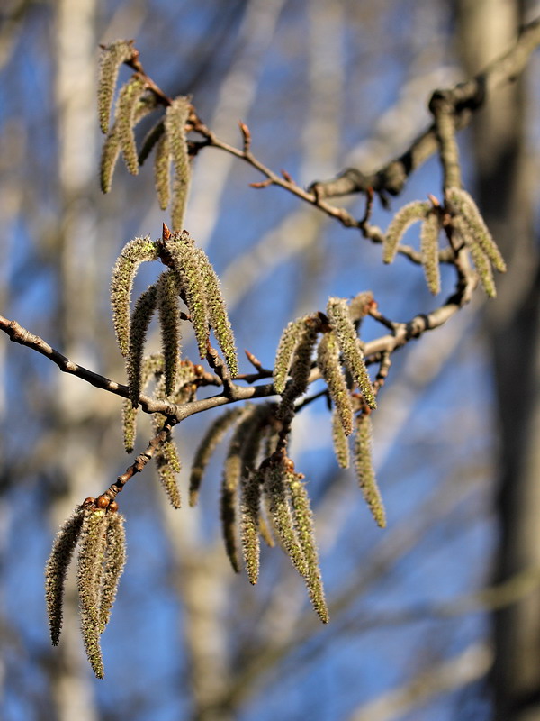 Изображение особи Populus tremula.