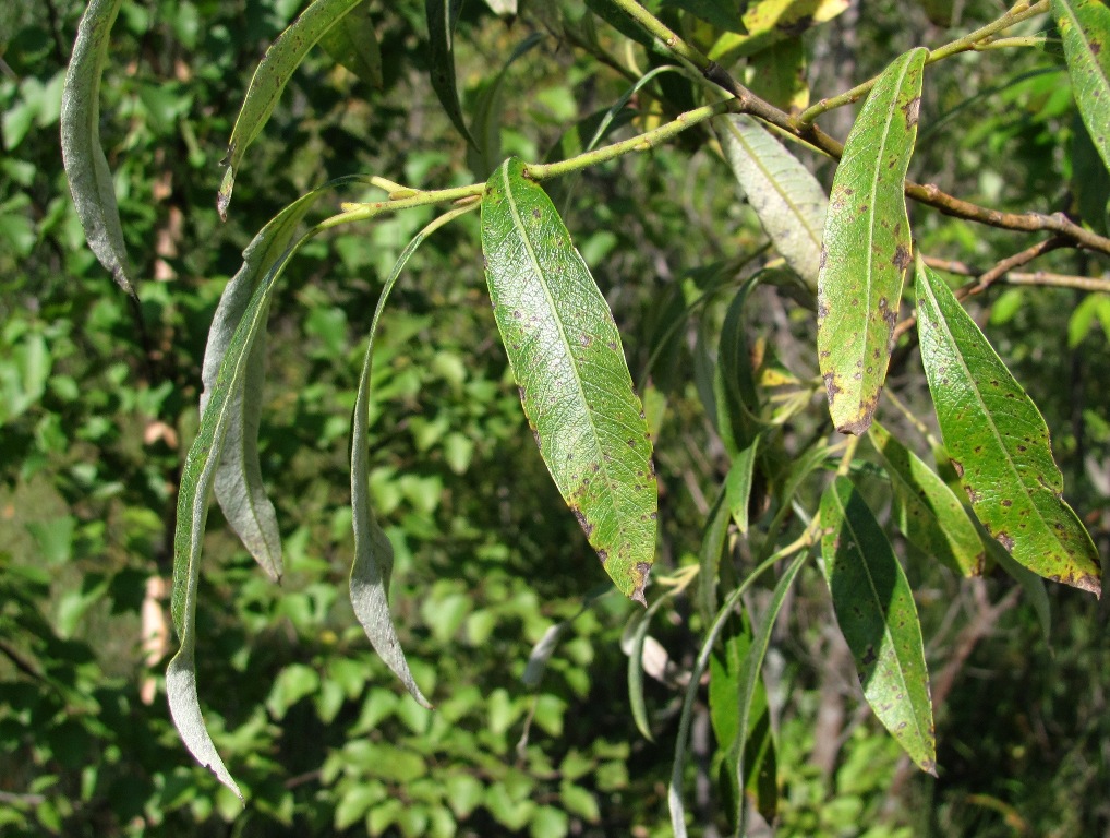 Image of Salix gmelinii specimen.