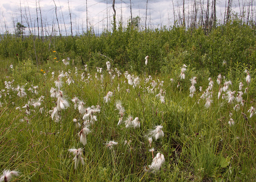 Изображение особи Eriophorum angustifolium.