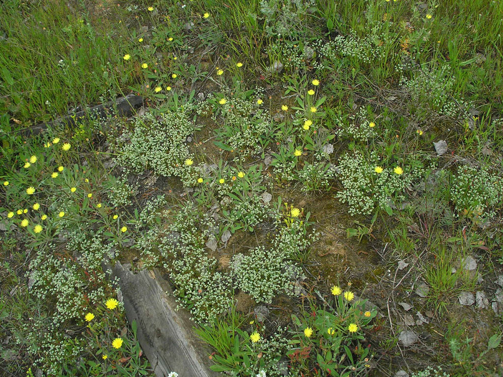 Изображение особи Scleranthus perennis.