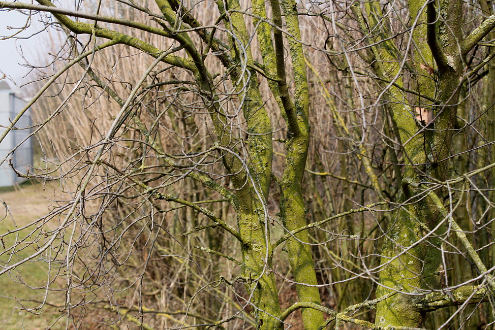 Image of Frangula alnus specimen.