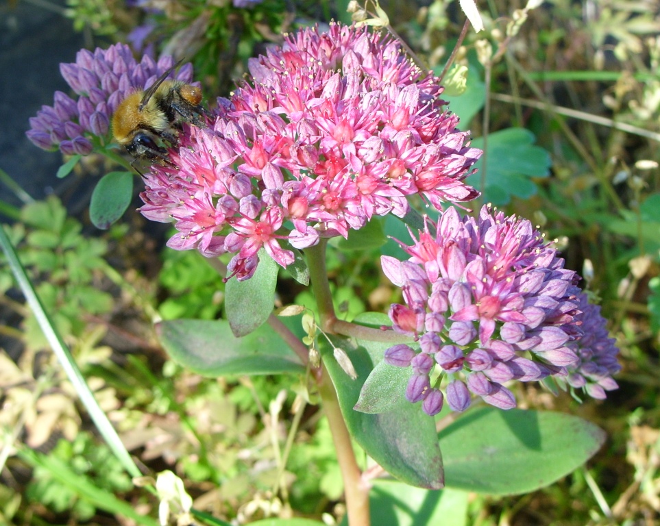 Image of Hylotelephium triphyllum specimen.