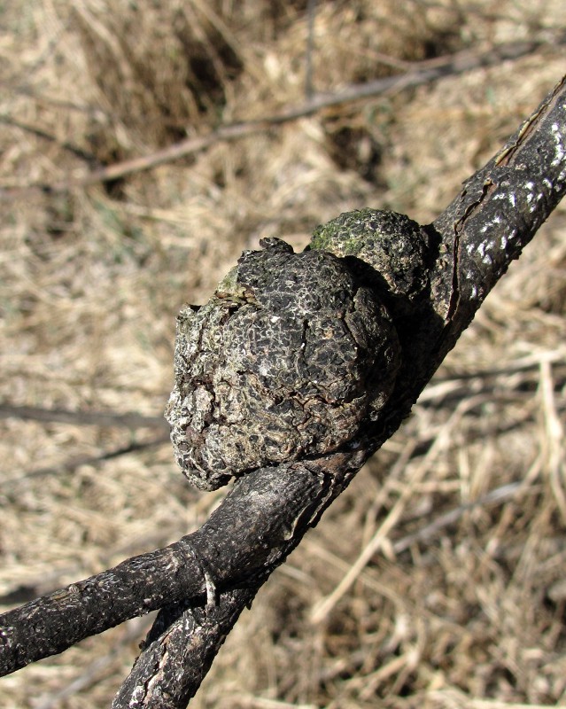 Image of Salix gmelinii specimen.