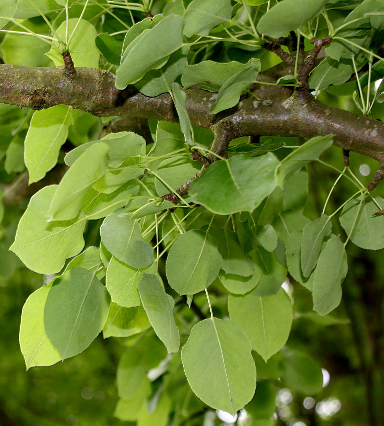 Image of Pyrus pyraster specimen.