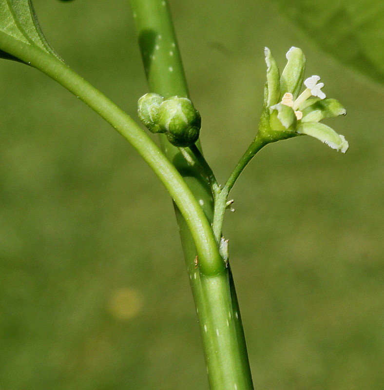 Image of Celastrus scandens specimen.