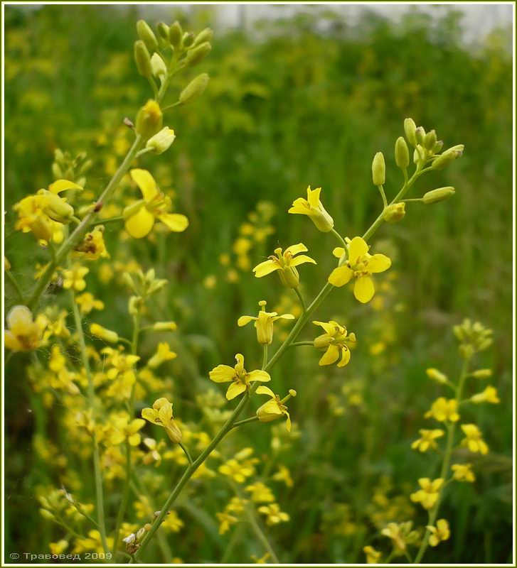 Image of Sisymbrium volgense specimen.