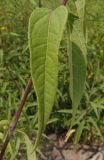 genus Helianthus. Листья. Украина, г. Запорожье, пос. Солнечный, во дворе Института масличных культур. 02.08.2013.