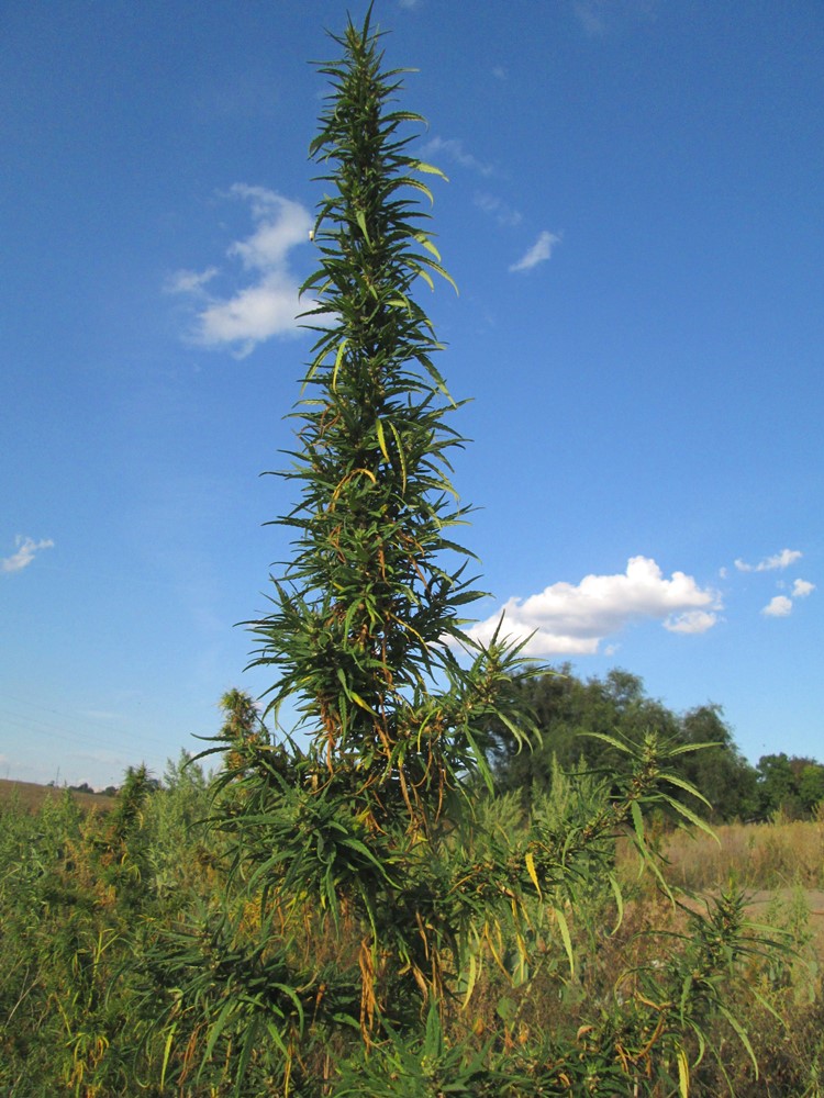 Image of Cannabis sativa var. spontanea specimen.