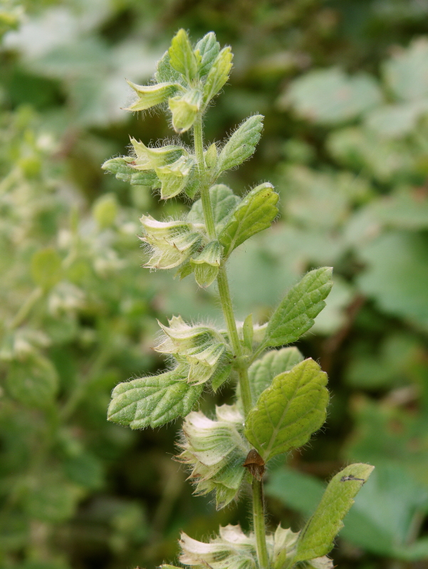 Image of Melissa officinalis specimen.