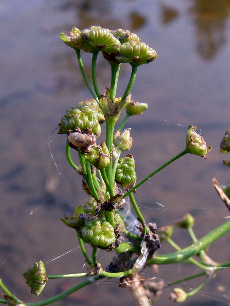 Image of Alisma plantago-aquatica specimen.