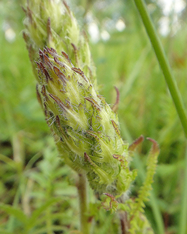 Изображение особи Pedicularis venusta.