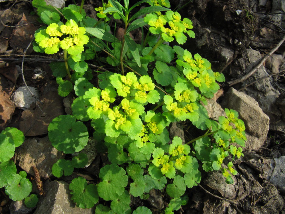 Изображение особи Chrysosplenium alternifolium.