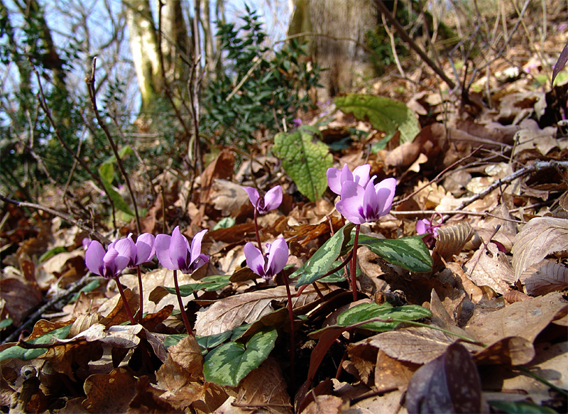 Изображение особи Cyclamen coum.