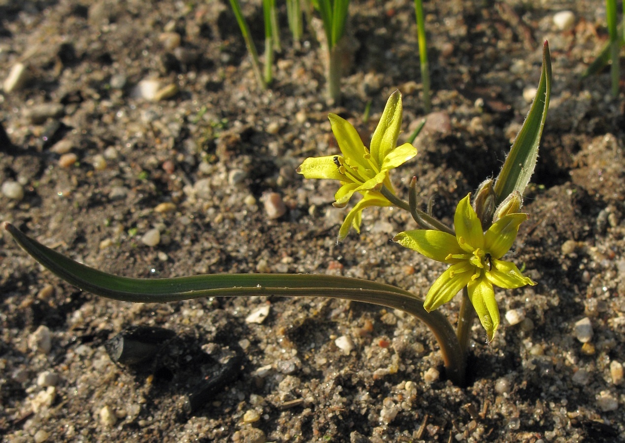 Image of Gagea turkestanica specimen.