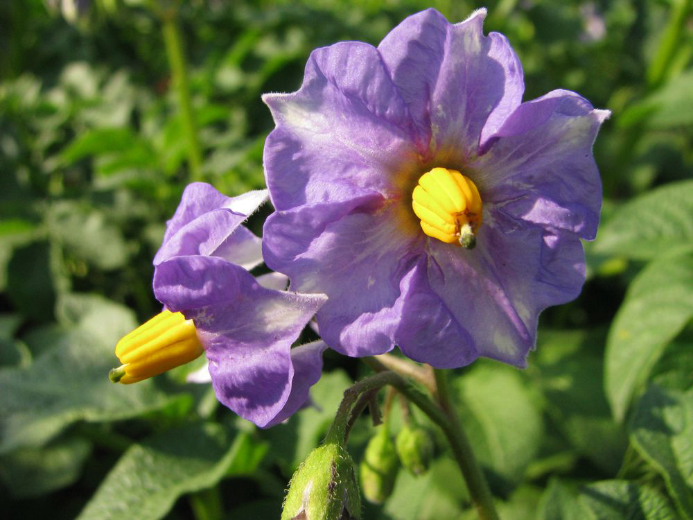 Image of Solanum tuberosum specimen.