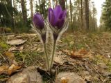 Pulsatilla patens