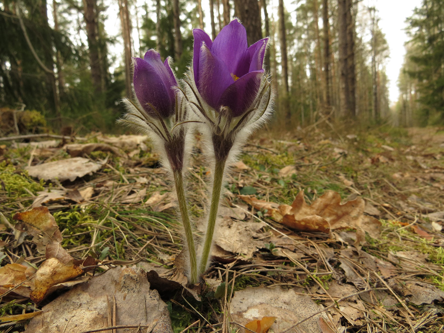 Изображение особи Pulsatilla patens.