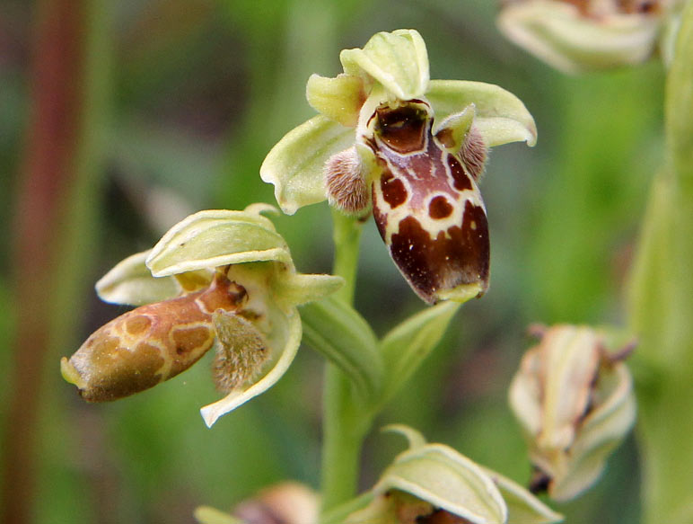 Image of Ophrys umbilicata specimen.