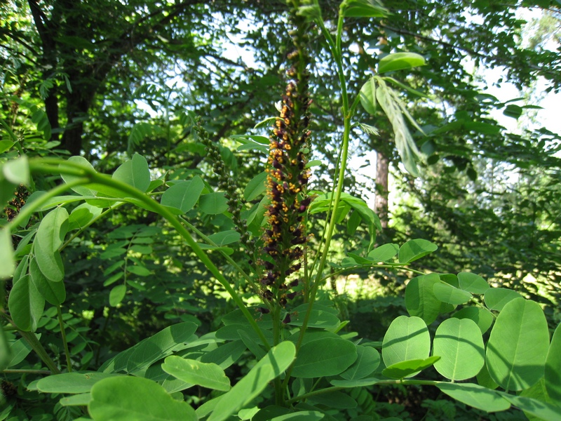 Image of Amorpha fruticosa specimen.