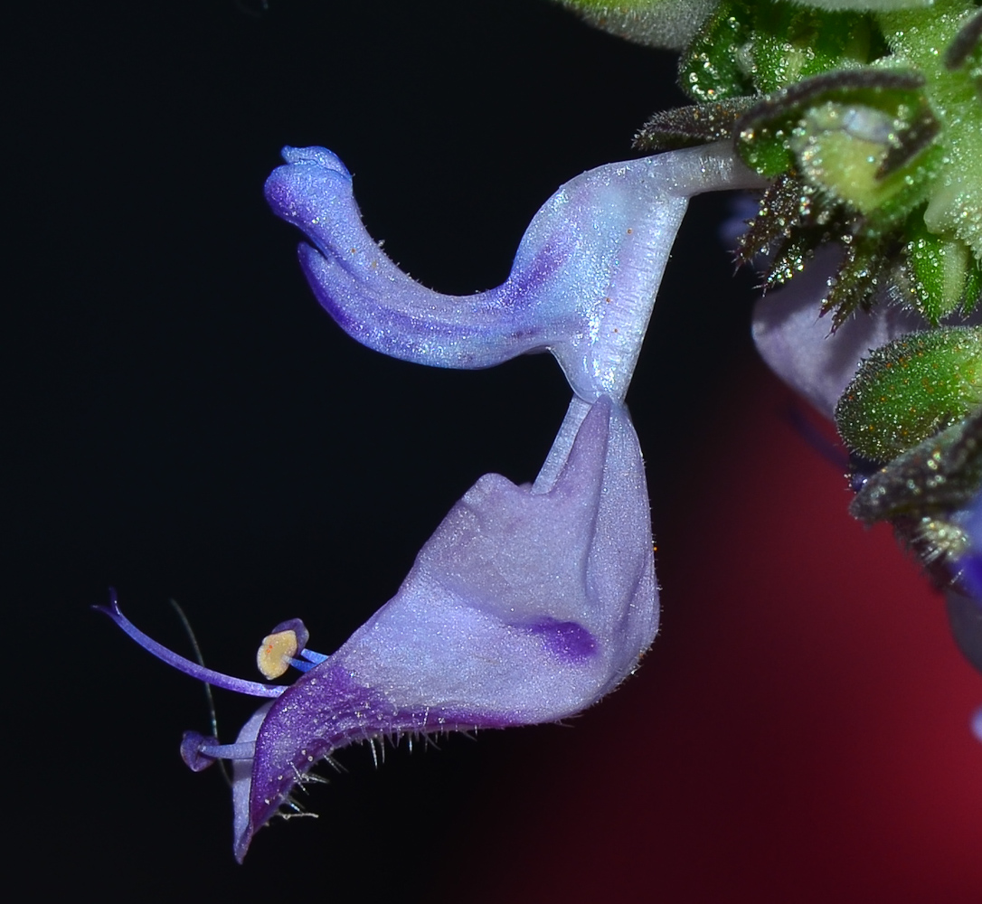 Image of Coleus neochilus specimen.