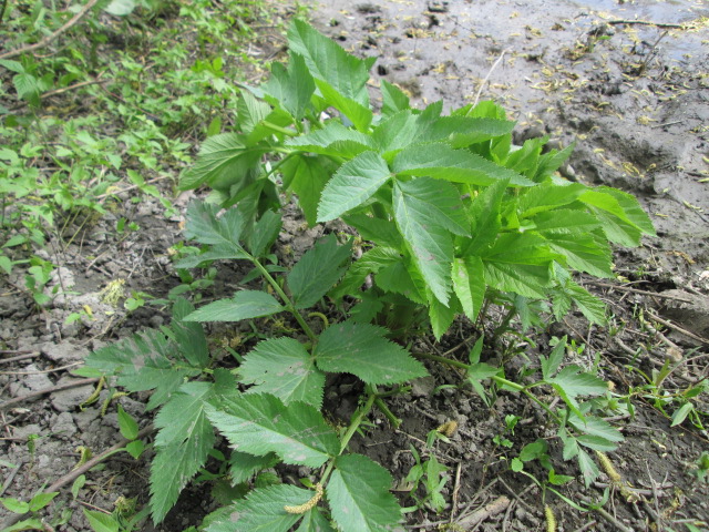 Image of Archangelica officinalis specimen.