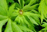 Trollius sachalinensis