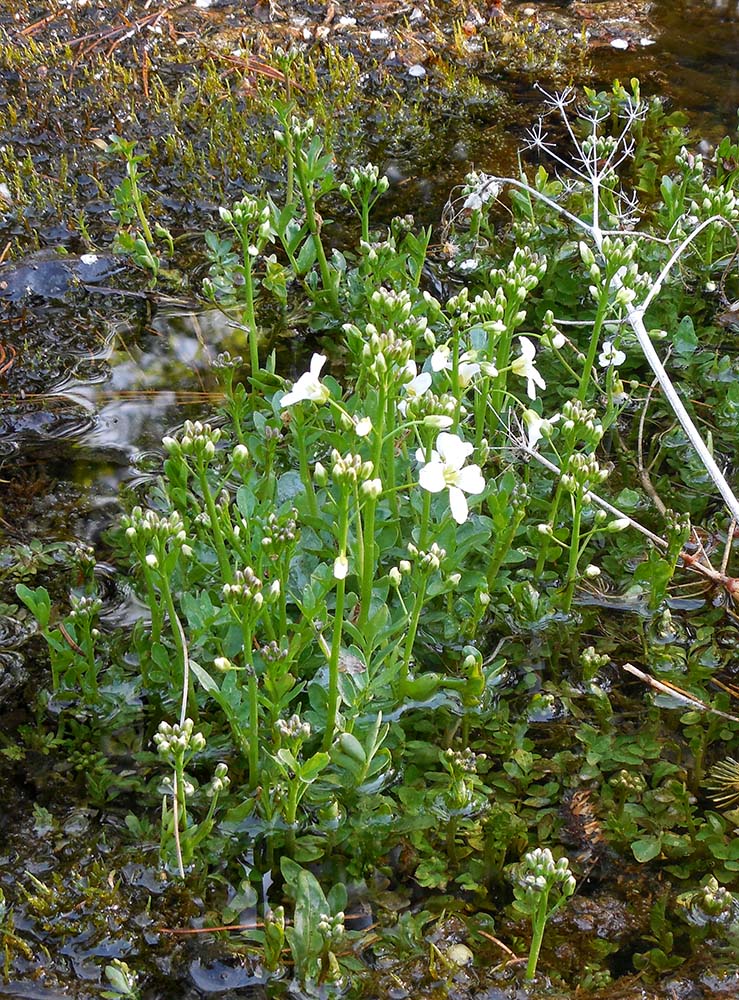 Изображение особи Cardamine prorepens.