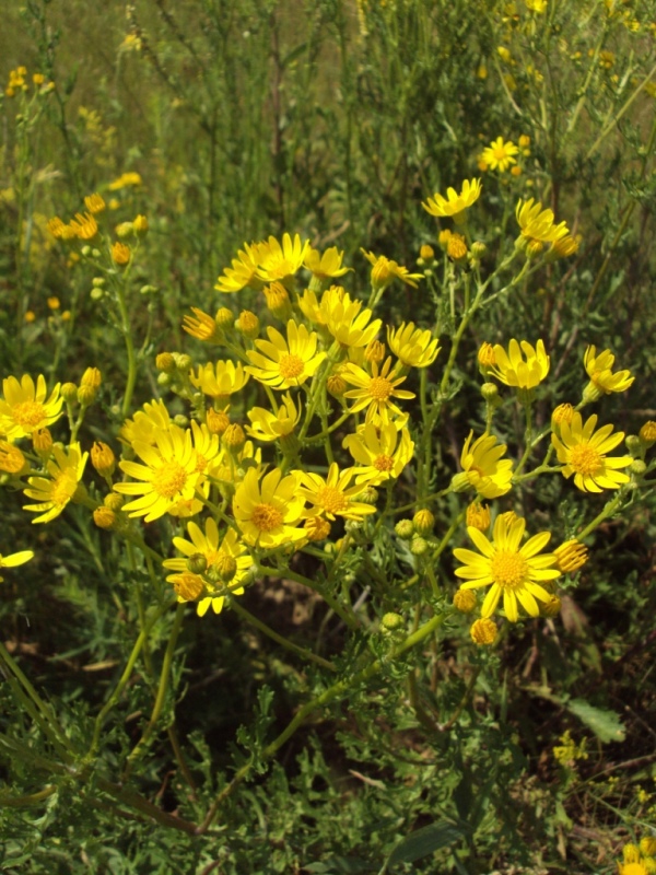 Image of Senecio jacobaea specimen.