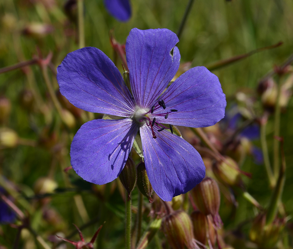 Изображение особи Geranium pratense.