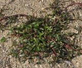 genus Persicaria