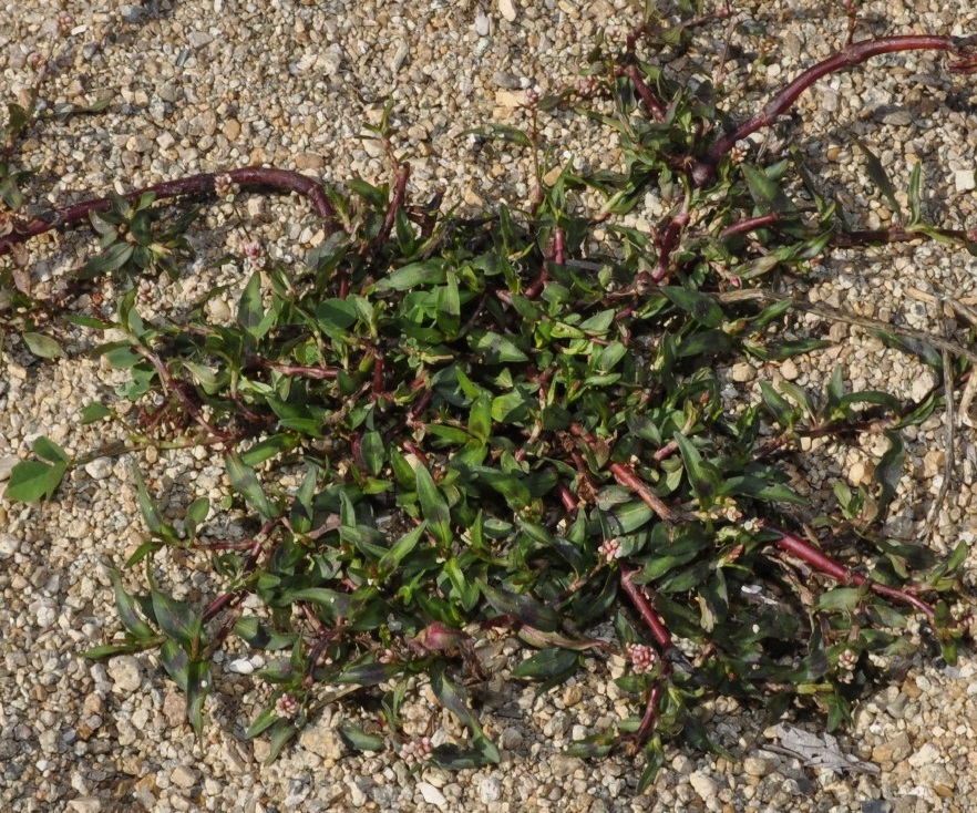 Image of genus Persicaria specimen.