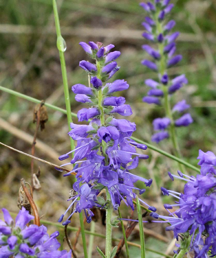 Image of Veronica spicata specimen.