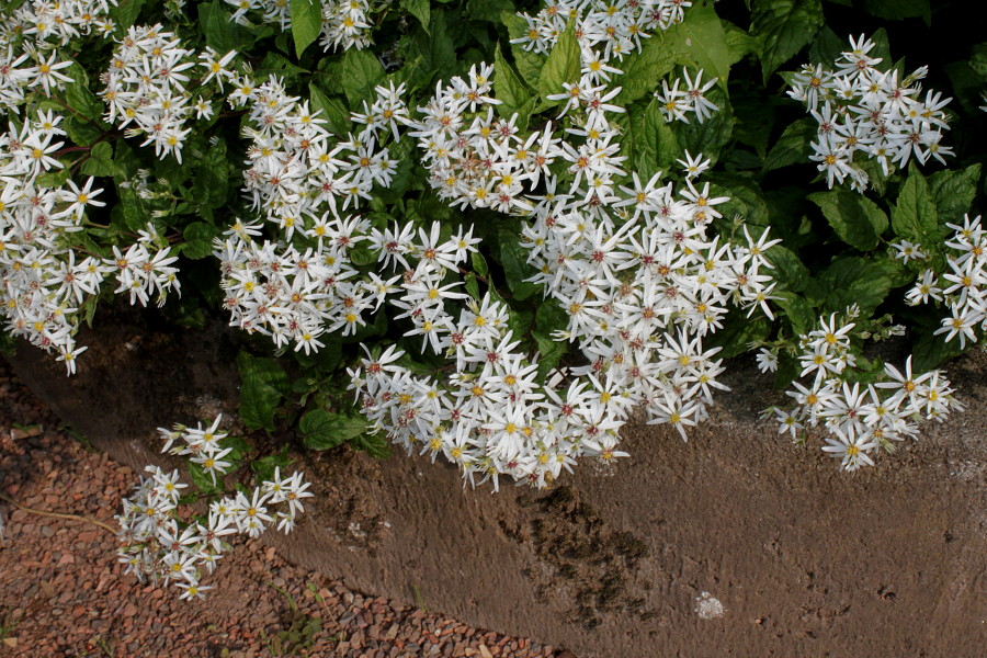 Image of Eurybia divaricata specimen.