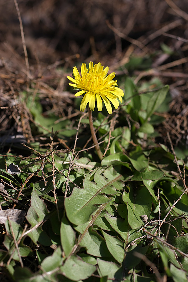 Image of genus Taraxacum specimen.