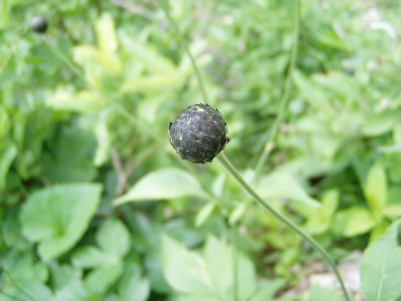 Image of Cephalaria calcarea specimen.