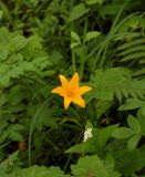 Hemerocallis middendorffii