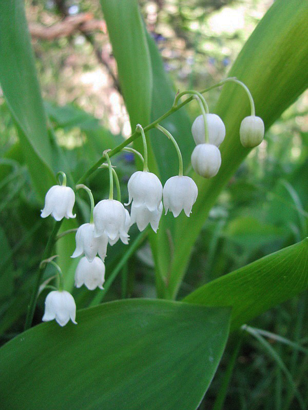 Изображение особи Convallaria majalis.