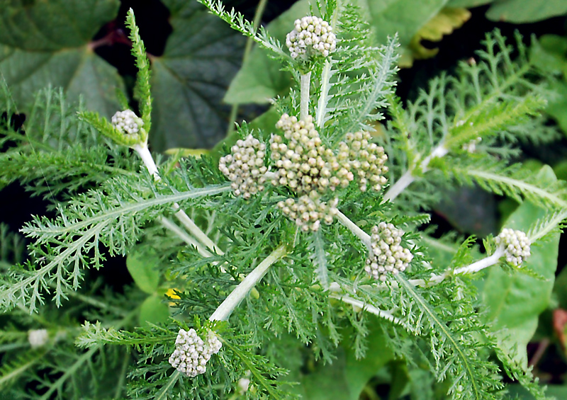 Изображение особи Achillea millefolium.