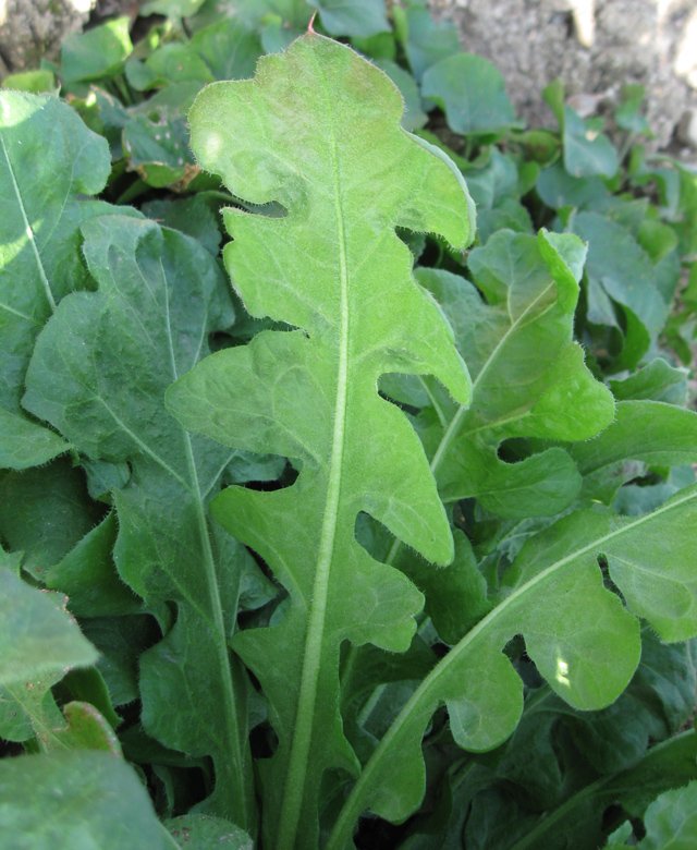 Image of Limonium sinuatum specimen.