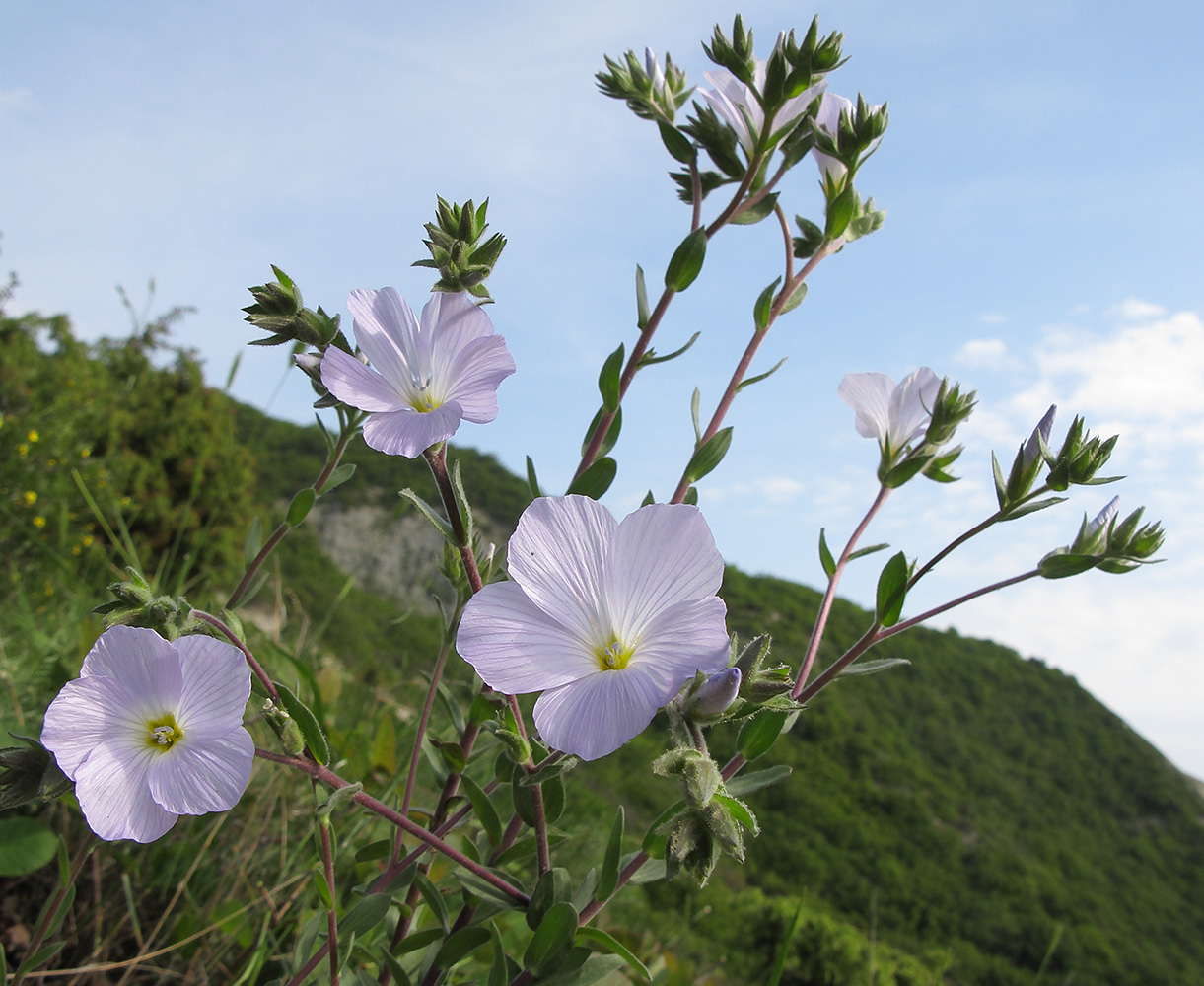 Image of Linum lanuginosum specimen.