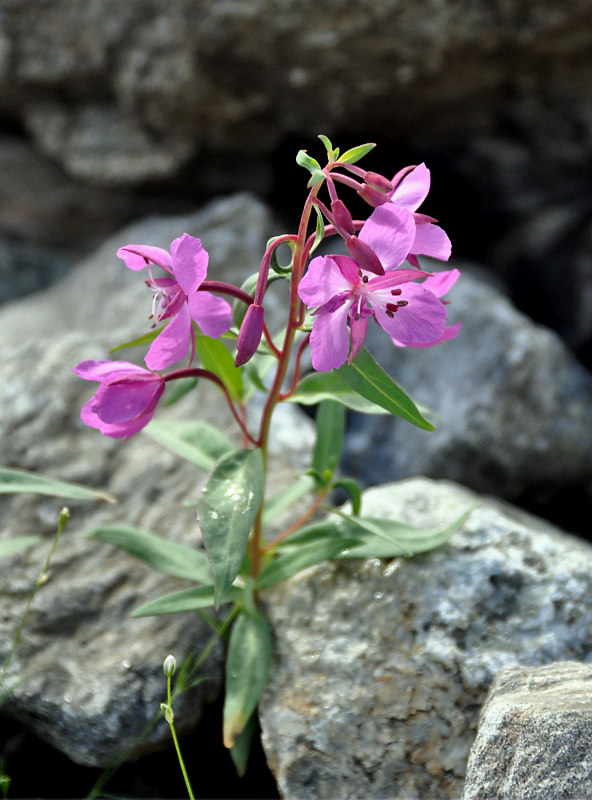 Image of Chamaenerion latifolium specimen.