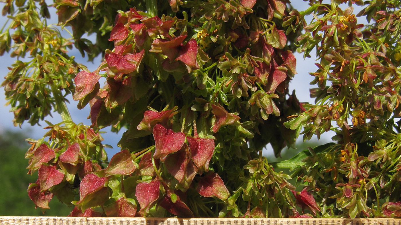 Image of Rumex alpinus specimen.