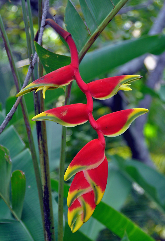 Image of Heliconia rostrata specimen.